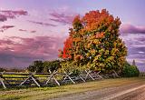 Autumn Tree At Sunrise_16976-8